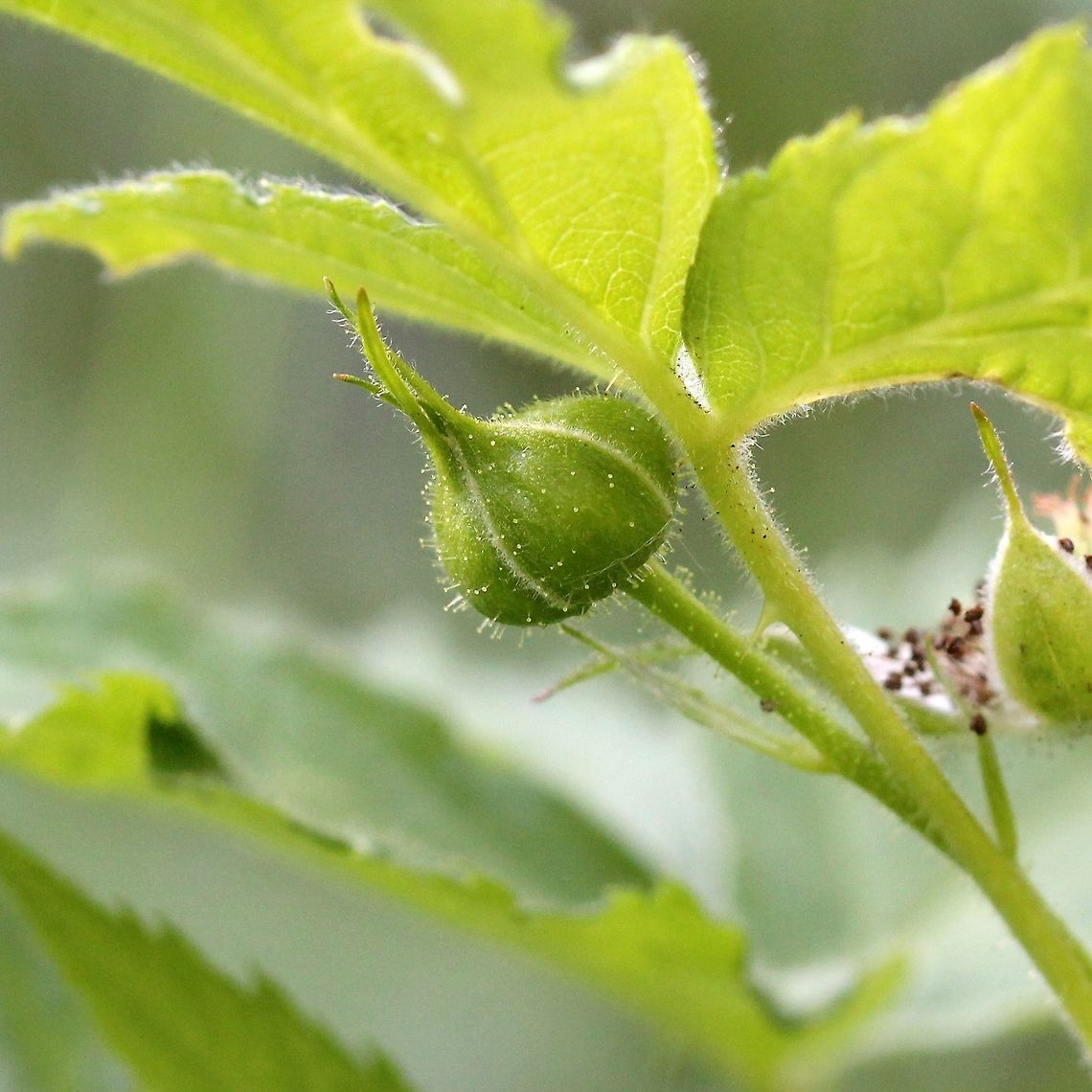 Rubus allegheniensis Rubus allegheniensis flower bud. Stalked glandular hairs can be seen on the bud, stems, and leaf petiole. Many species of Rubus have hairs like these.  Allegheny blackberry,Geotagged,Rosaceae,Rubus allegheniensis,Summer,United States,blackberry,plant