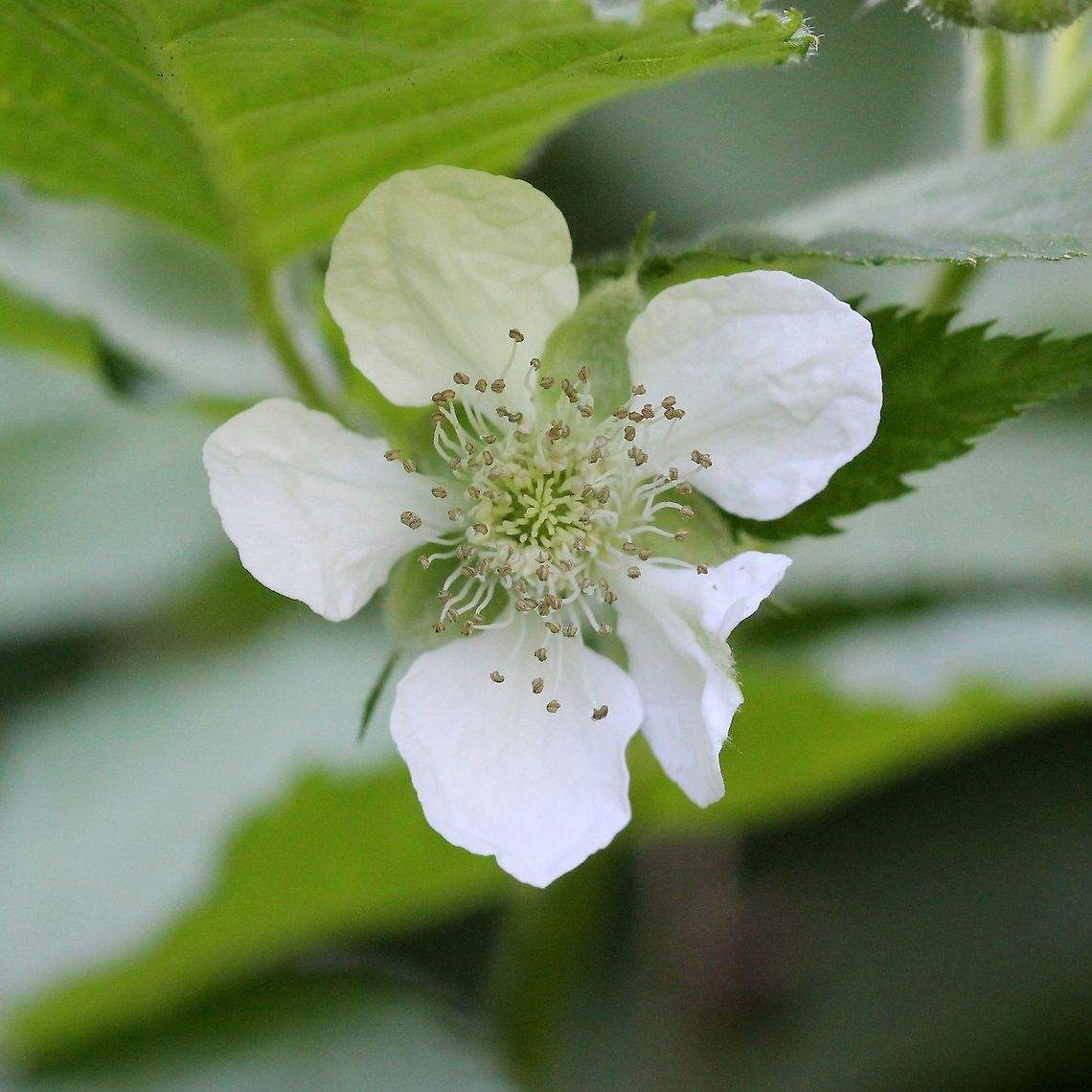 Rubus allegheniensis Rubus allegheniensis flower. Allegheny blackberry,Geotagged,Rosaceae,Rubus allegheniensis,Summer,United States,blackberry,plant