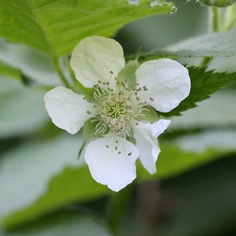 Rubus allegheniensis Rubus allegheniensis flower. Allegheny blackberry,Geotagged,Rosaceae,Rubus allegheniensis,Summer,United States,blackberry,plant