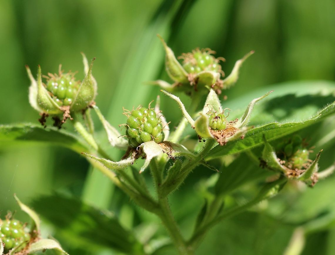 Rubus allegheniensis Rubus allegheniensis developing fruit. Allegheny blackberry,Geotagged,Rosaceae,Rubus allegheniensis,Summer,United States,fruit,plant