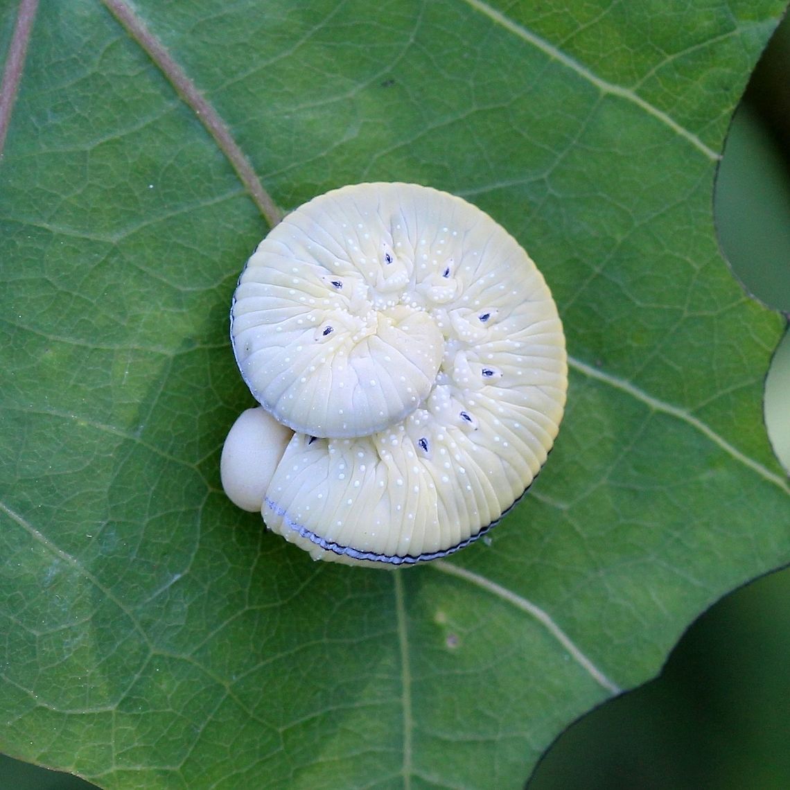 Cimbex americana Cimbex americana larva in coiled resting position. Showing details of spiracles, white tubercles on sides, and dorsal stripe. The larva was resting and feeding on a Quaking Aspen (Populus tremuloides). Cimbex americana,Cimbex americana larva,Elm Sawfly,Geotagged,Summer,United States,larva,sawfly larva