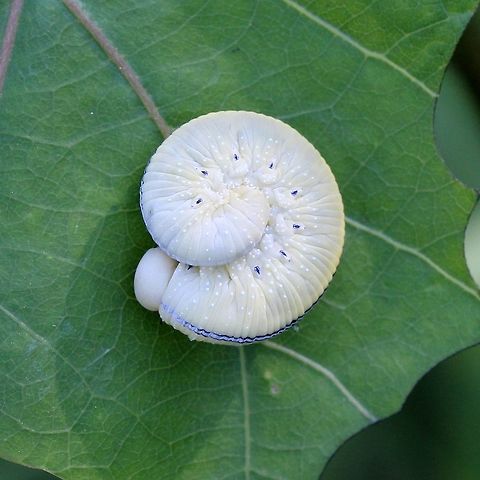 Cimbex americana Cimbex americana larva in coiled resting position. Showing details of spiracles, white tubercles on sides, and dorsal stripe. The larva was resting and feeding on a Quaking Aspen (Populus tremuloides). Cimbex americana,Cimbex americana larva,Elm Sawfly,Geotagged,Summer,United States,larva,sawfly larva