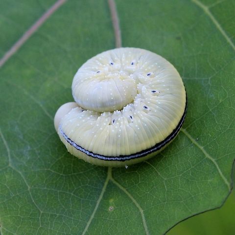 Cimbex americana Cimbex americana larva in coiled resting position. Showing details of spiracles, white tubercles on sides, and dorsal stripe. The larva was resting and feeding on a Quaking Aspen (Populus tremuloides). Cimbex americana,Cimbex americana larva,Elm Sawfly,Geotagged,Summer,United States,larva,sawfly larva