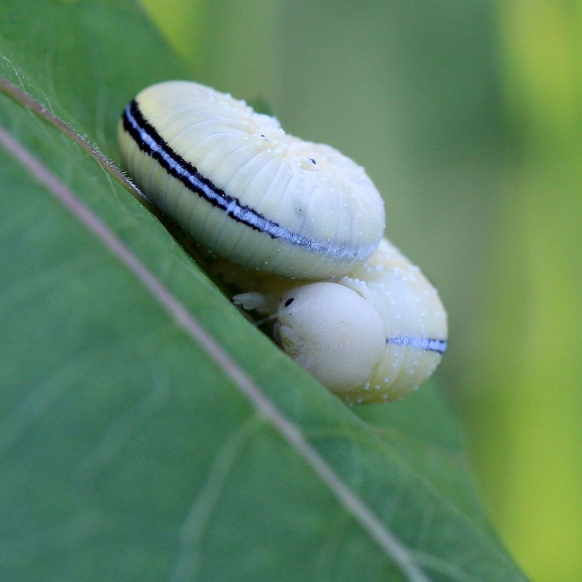 Cimbex americana Cimbex americana larva in coiled resting position. Details of head and dorsal stripe. The larva was resting and feeding on a Quaking Aspen (Populus tremuloides). Cimbex americana,Cimbex americana larva,Elm Sawfly,Geotagged,Summer,United States,larva,sawfly larva