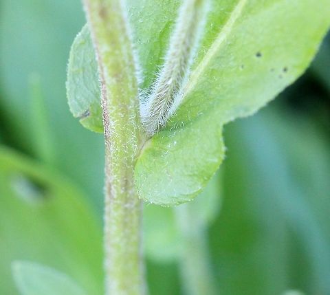 Erigeron philadelphicus Erigeron philadelphicus detail of stem and clasping leaf base. Growing in a pasture. Asteraceae,Erigeron philadelphicus,Geotagged,Philadelphia fleabane,Summer,United States,fleabane,plant