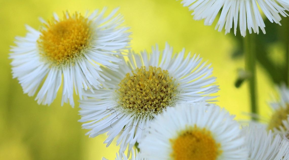 Erigeron philadelphicus Erigeron philadelphicus flower heads. Growing in a pasture. Asteraceae,Erigeron philadelphicus,Geotagged,Philadelphia fleabane,Summer,United States,fleabane,plant