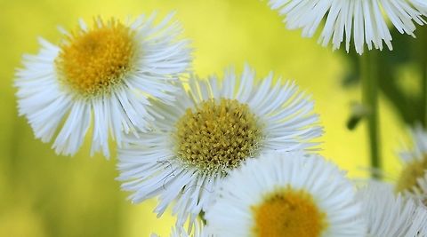 Erigeron philadelphicus Erigeron philadelphicus flower heads. Growing in a pasture. Asteraceae,Erigeron philadelphicus,Geotagged,Philadelphia fleabane,Summer,United States,fleabane,plant