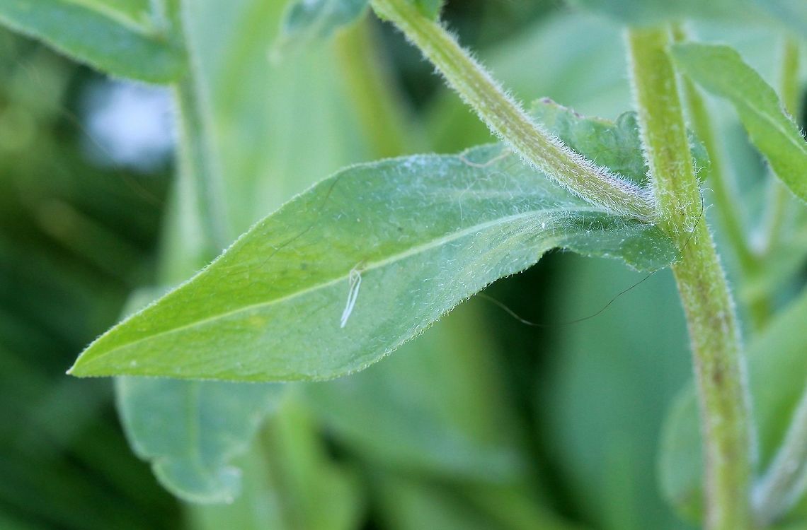 Erigeron philadelphicus Erigeron philadelphicus detail of stem, clasping leaf base, and leaf margin of upper stem leaf. Growing in a pasture. Asteraceae,Erigeron philadelphicus,Geotagged,Philadelphia fleabane,Summer,United States,fleabane,plant