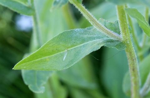 Erigeron philadelphicus Erigeron philadelphicus detail of stem, clasping leaf base, and leaf margin of upper stem leaf. Growing in a pasture. Asteraceae,Erigeron philadelphicus,Geotagged,Philadelphia fleabane,Summer,United States,fleabane,plant