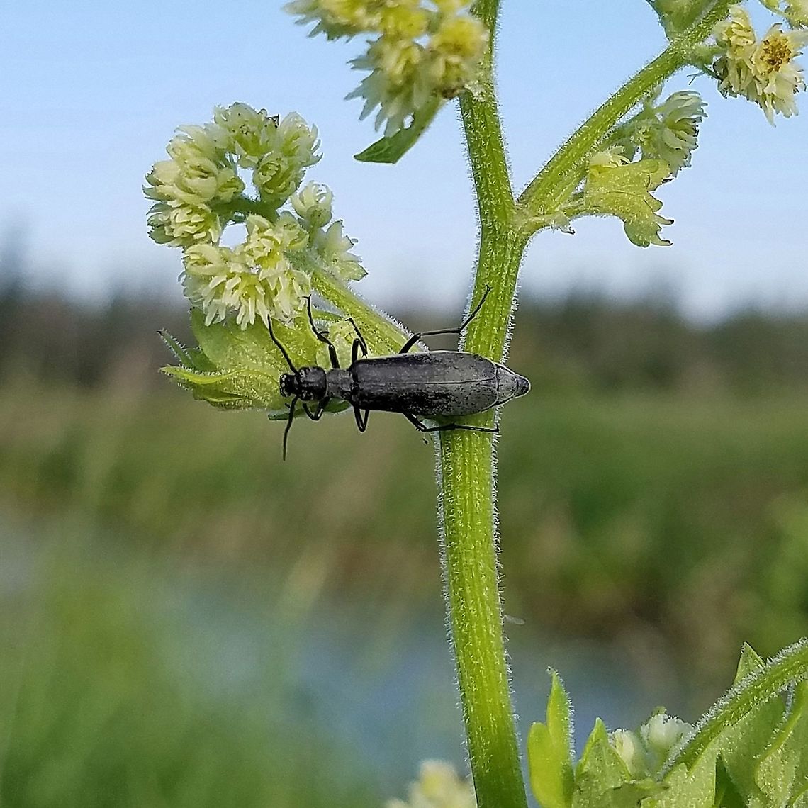 Epicauta murina Epicauta murina on Tall Meadowrue (Thalictrum dasycarpum) growing along the edge of a ditch bank road through a fen. There were many beetles on these plants eating both flowers and leaves. Dark blister beetle,Epicauta murina,Geotagged,Meloidae,Summer,Thalictrum dasycarpum,United States,beetle,black beetle,insect
