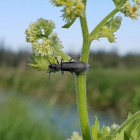 Epicauta murina Epicauta murina on Tall Meadowrue (Thalictrum dasycarpum) growing along the edge of a ditch bank road through a fen. There were many beetles on these plants eating both flowers and leaves. Dark blister beetle,Epicauta murina,Geotagged,Meloidae,Summer,Thalictrum dasycarpum,United States,beetle,black beetle,insect