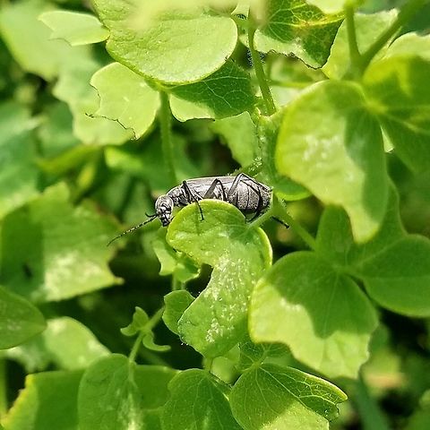 Epicauta murina Epicauta murina on Tall Meadowrue (Thalictrum dasycarpum) growing along the edge of a ditch bank road through a fen. There were many beetles on these plants eating both flowers and leaves. Dark blister beetle,Epicauta murina,Geotagged,Meloidae,Summer,Thalictrum dasycarpum,United States,beetle,black beetle,insect