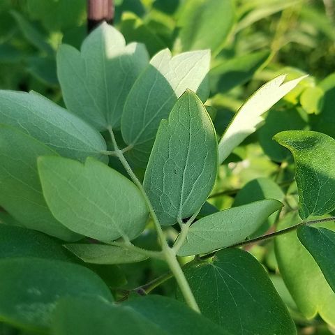 Thalictrum dasycarpum (Tall Meadowrue) Thalictrum dasycarpum leaf underside showing pubescence. Geotagged,Ranunculaceae,Summer,Tall Meadowrue,Thalictrum dasycarpum,United States,leaf