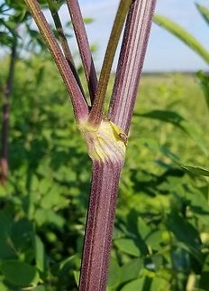 Thalictrum dasycarpum (Tall Meadowrue) Thalictrum dasycarpum (Tall Meadowrue) with a dark purple stem. The color of the stem varies from green to purple and both color variations were seen in the area. Geotagged,Ranunculaceae,Summer,Tall Meadowrue,Thalictrum dasycarpum,United States,plant,purple,stem