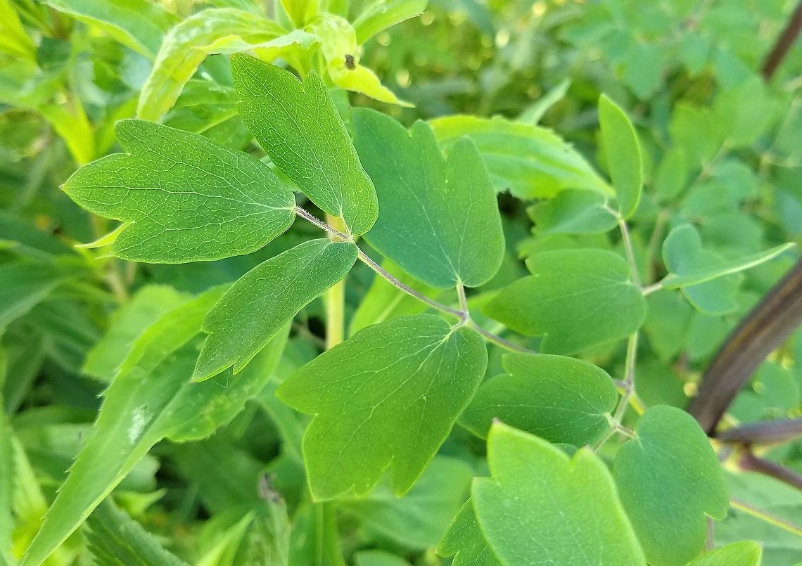 Thalictrum dasycarpum (Tall Meadowrue) Thalictrum dasycarpum upper leaf surface. Geotagged,Ranunculaceae,Summer,Thalictrum dasycarpum,United States,leaf,plant