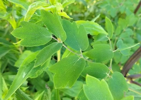 Thalictrum dasycarpum (Tall Meadowrue) Thalictrum dasycarpum upper leaf surface. Geotagged,Ranunculaceae,Summer,Thalictrum dasycarpum,United States,leaf,plant