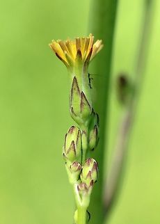 Lactuca canadensis Lactuca canadensis flowers and flower buds. Asteraceae,Geotagged,Lactuca canadensis,Summer,Tall Lettuce,United States,flower,plant,wild lettuce