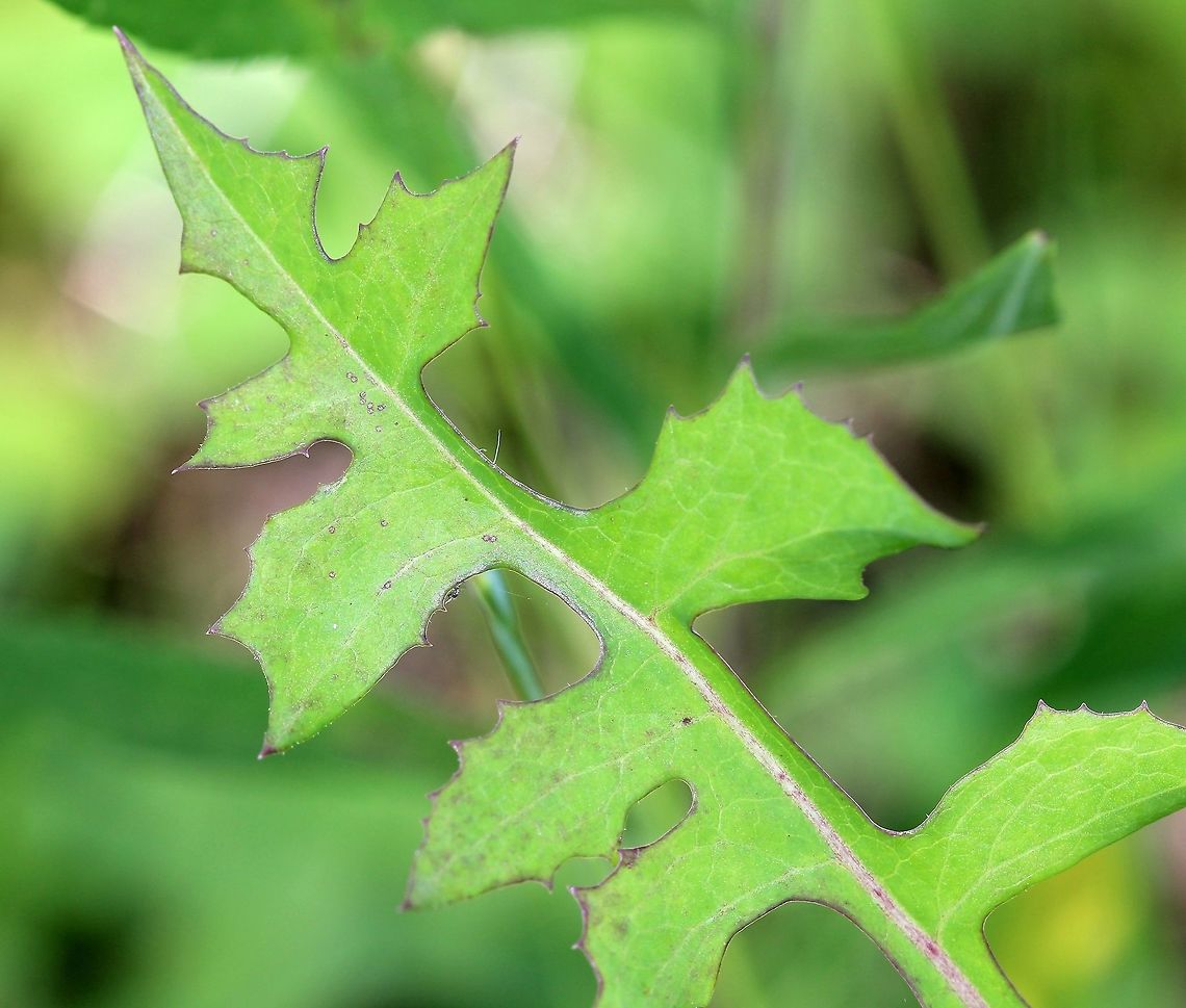 Lactuca canadensis Lactuca canadensis leaf Asteraceae,Geotagged,Lactuca canadensis,Summer,Tall Lettuce,United States,leaf,plant,wild lettuce
