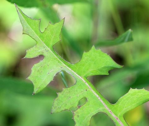 Lactuca canadensis Lactuca canadensis leaf Asteraceae,Geotagged,Lactuca canadensis,Summer,Tall Lettuce,United States,leaf,plant,wild lettuce
