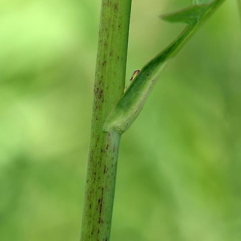 Lactuca canadensis Lactuca canadensis decurrent leaf base. Lower down on the stem the projections from the leaf base tend to be larger. Asteraceae,Geotagged,Lactuca canadensis,Summer,Tall Lettuce,United States,leaf,plant,wild lettuce