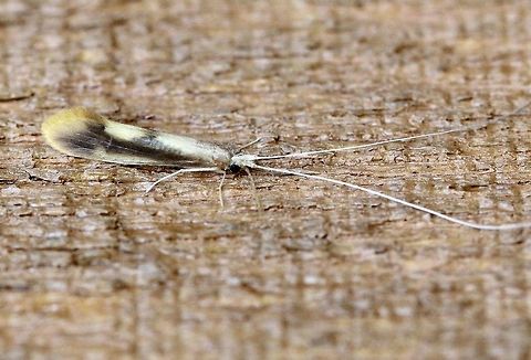 A small caddisfly Possibly a species of Triaenodes. Geotagged,Summer,Triaenodes,Trichoptera,United States,caddisfly,insect