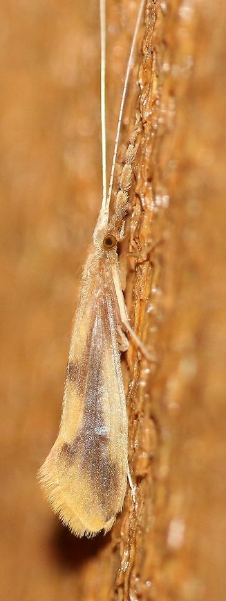 Triaenodes sp. A species of Triaenodes Geotagged,Insect,Summer,Triaenodes,Trichoptera,United States,caddisfly