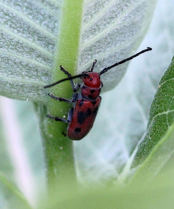 Tetraopes tetrophthalmus Tetraopes tetrophthalmus on Common Milkweed (Asclepias syriaca). Asclepias,Asclepias syriaca,Cerambycidae,Coleoptera,Geotagged,Red milkweed beetle,Summer,Tetraopes tetrophthalmus,United States,beetle,insect,milkweed,red beetle,red longhorn beetle