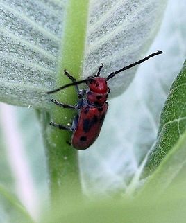 Tetraopes tetrophthalmus Tetraopes tetrophthalmus on Common Milkweed (Asclepias syriaca). Asclepias,Asclepias syriaca,Cerambycidae,Coleoptera,Geotagged,Red milkweed beetle,Summer,Tetraopes tetrophthalmus,United States,beetle,insect,milkweed,red beetle,red longhorn beetle