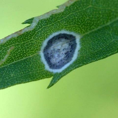 Gall made by Asteromyia carbonifera, a gall midge fly, and Botryosphaeria dothidea (aka Sclerotium asteris), a fungus Gall made by Asteromyia carbonifera, a gall midge fly, on the leaf of Smooth Goldenrod (Solidago gigantea).  The dark color of the call is caused by a fungus, Botryosphaeria dothidea (aka Sclerotium asteris), that apparently confers some protection to the developing larvae inside the gall. Spores of the fungus are carried by female flies. Asteromyia carbonifera,Botryosphaeria dothidea,Diptera,Geotagged,Sclerotium asteris,Summer,United States,fly,fungus,gall,gall midge,goldenrod,insect