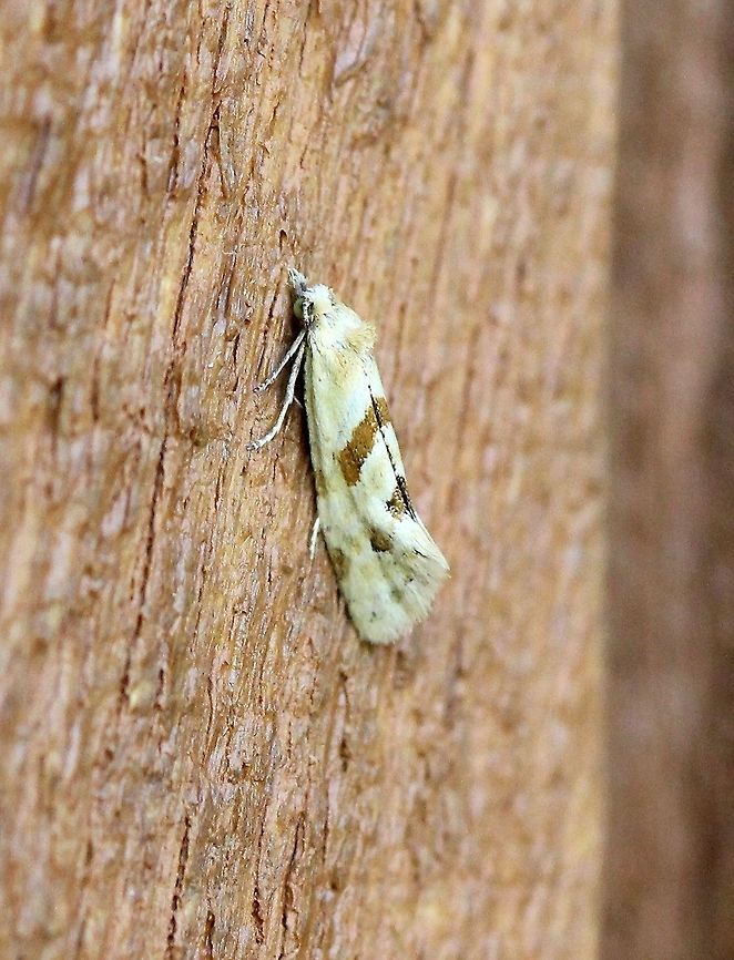 Aethes angustana  Aethes angustana,Geotagged,Lepidoptera,Summer,United States,insect,moth