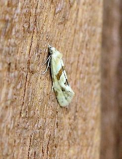 Aethes angustana  Aethes angustana,Geotagged,Lepidoptera,Summer,United States,insect,moth