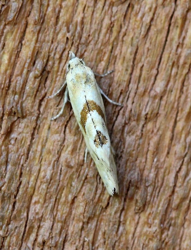 Aethes angustana  Aethes angustana,Geotagged,Lepidoptera,Summer,United States,insect,moth