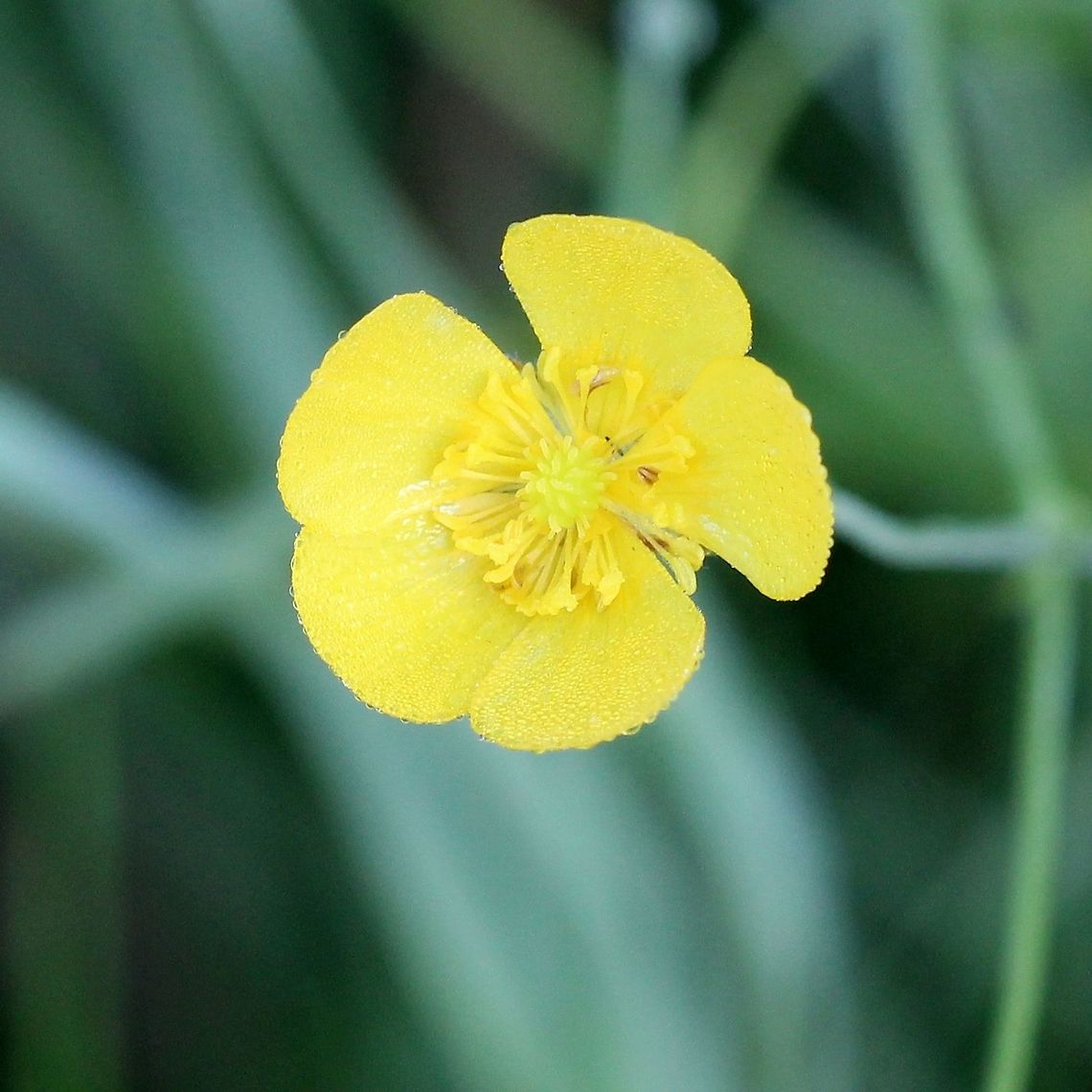 Ranunculus acris Ranunculus acris flower Geotagged,Meadow buttercup,Ranunculaceae,Ranunculus acris,Summer,United States,buttercup,flower