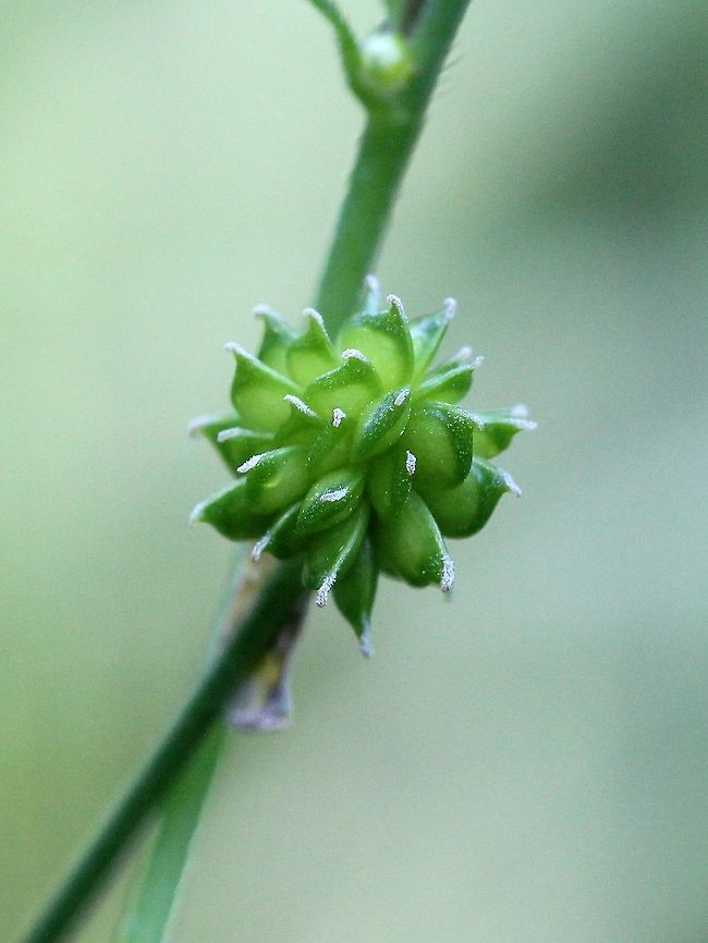 Ranunculus acris Ranunculus acris achene cluster. Geotagged,Meadow buttercup,Ranunculaceae,Ranunculus acris,Summer,United States,achene,achenes,buttercup,plant,seeds
