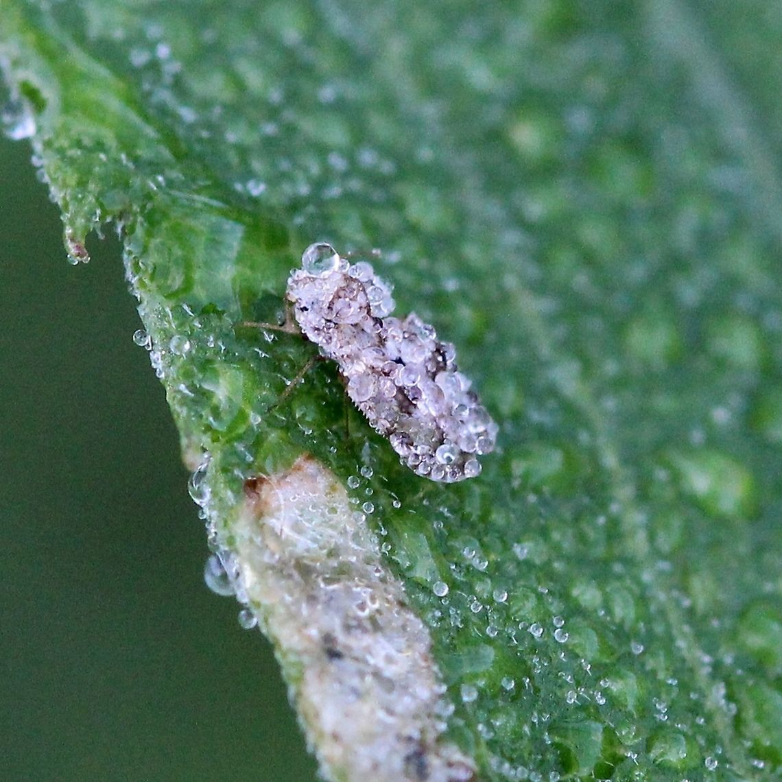 Corythucha marmorata Corythucha marmorata covered in dew. Corythucha marmorata,Geotagged,Hemiptera,Summer,Tingidae,United States,bugs,dew,insect,lace bug