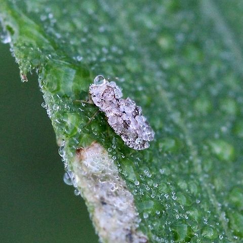 Corythucha marmorata Corythucha marmorata covered in dew. Corythucha marmorata,Geotagged,Hemiptera,Summer,Tingidae,United States,bugs,dew,insect,lace bug