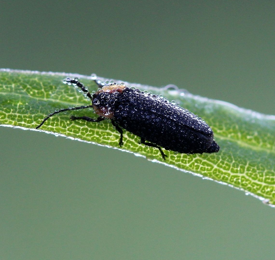 Atalantycha neglecta Atalantycha neglecta covered in dew. Atalantycha neglecta,Coleoptera,Geotagged,Summer,United States,beetle,dew,insect