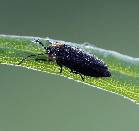 Atalantycha neglecta Atalantycha neglecta covered in dew. Atalantycha neglecta,Coleoptera,Geotagged,Summer,United States,beetle,dew,insect