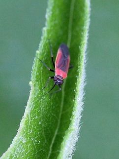 Lopidea media  Geotagged,Hemiptera,Lopidea media,Miridae,Summer,United States,bug,insect,plant bug,red and black bug