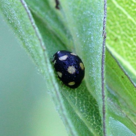 Brachiacantha decempustulata Brachiacantha decempustulata covered in dew and resting on a leaf. Brachiacantha decempustulata,Brachiacantha ursina,Coccinellidae,Geotagged,Summer,Ten-spotted Spurleg,United States,beetle,insect,lady beetle,ladybug,ten-spotted spurleg
