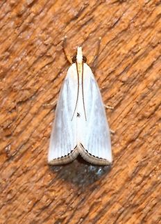 Urola nivalis  Crambidae,Geotagged,Lepidoptera,Snowy urola moth,Summer,United States,Urola nivalis,insect,moth,white moth