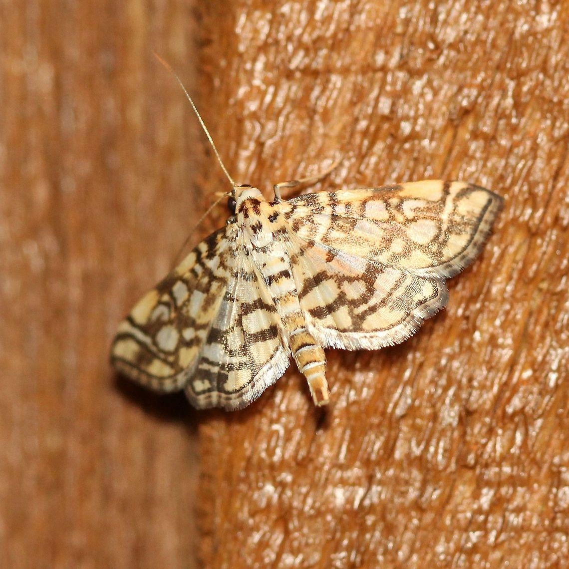 Lygropia rivulalis  Crambidae,Geotagged,Lepidoptera,Lygropia rivulalis,Summer,United States,insect,moth