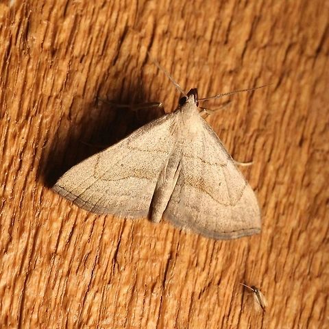 Macrochilo litophora  Brown-lined Owlet Moth,Early Fan-Foot,Geotagged,Lepidoptera,Macrochilo litophora,Noctuoidea,Summer,United States,Zanclognatha cruralis,insect,litter moths,moth,owlets