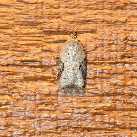 Acleris cornana  Acleris cornana,Geotagged,Lepidoptera,Summer,Tortricidae,United States,insect,moth