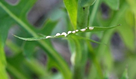 Latex sap of Lactuca canadensis The sap of Lactuca canadensis is pigmented pale orange and can be used as a way to differentiate it from Lactuca biennis which also grows around here but has white sap. Asteraceae,Geotagged,Lactuca biennis,Lactuca canadensis,Summer,Tall Lettuce,United States,latex,plant,sap,wild lettuce