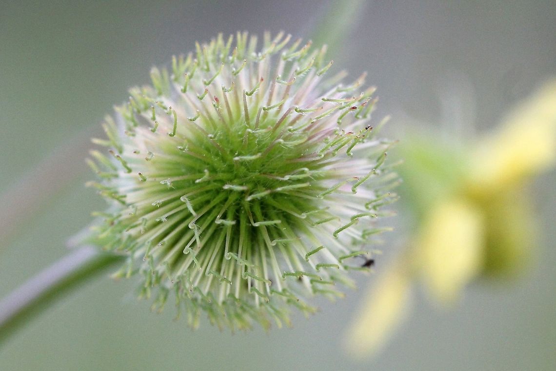 Geum aleppicum var. strictum Geum aleppicum var. strictum fruiting head. The achenes are hairy near their bases and the tips of the achenes (remnants of the stigmas) have a few short hairs. The terminal leaflets on the lowermost leaves were not rounded. Growing in a moist area in a pasture.<br />
<br />
From the same plant as:<br />
<a href="https://www.jungledragon.com/image/81777" rel="nofollow">https://www.jungledragon.com/image/81777</a> Geotagged,Geum aleppicum,Geum aleppicum var. strictum,Rosaceae,Summer,United States,avens,flower,plant,yellow avens