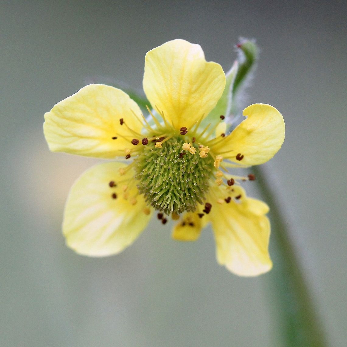 Geum aleppicum var. strictum Geum aleppicum var. strictum flower. Growing in a moist area in a pasture.<br />
<br />
From the same plant as:<br />
<a href="https://www.jungledragon.com/image/81776" rel="nofollow">https://www.jungledragon.com/image/81776</a> Geotagged,Geum aleppicum,Geum aleppicum var. strictum,Rosaceae,Summer,United States,avens,flower,plant,yellow avens