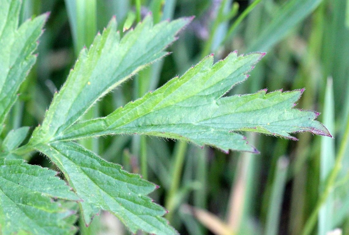 Geum aleppicum var. strictum Terminal leaflet of a lower leaf from the same plant as these:<br />
 <a href="https://www.jungledragon.com/image/81776" rel="nofollow">https://www.jungledragon.com/image/81776</a><br />
<a href="https://www.jungledragon.com/image/81777" rel="nofollow">https://www.jungledragon.com/image/81777</a> Geotagged,Geum aleppicum,Geum aleppicum var. strictum,Geum allepicum,Rosaceae,Summer,United States,Yellow Avens,avens,leaf,plant,yellow avens