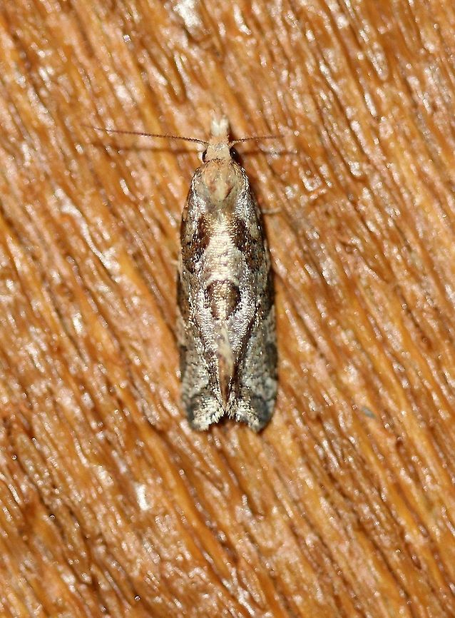 Aethes sp. An Aethes sp. possibly Aethes razowskii. Aethes,Aethes razowskii,Geotagged,Lepidoptera,Summer,Tortricidae,United States,insect,moth