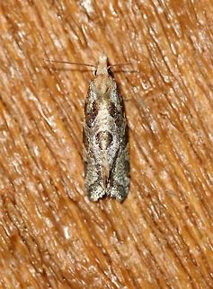 Aethes sp. An Aethes sp. possibly Aethes razowskii. Aethes,Aethes razowskii,Geotagged,Lepidoptera,Summer,Tortricidae,United States,insect,moth